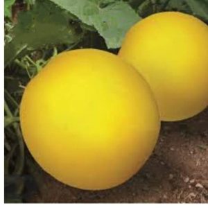 Dosakaya / Cucumber yellow