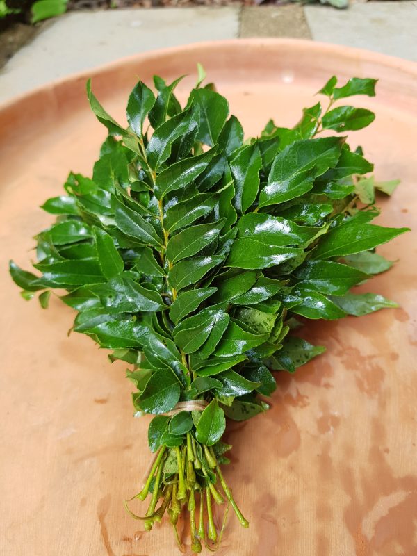 Curry Leaves - Karivepaku