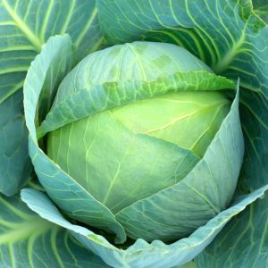 Cabbage