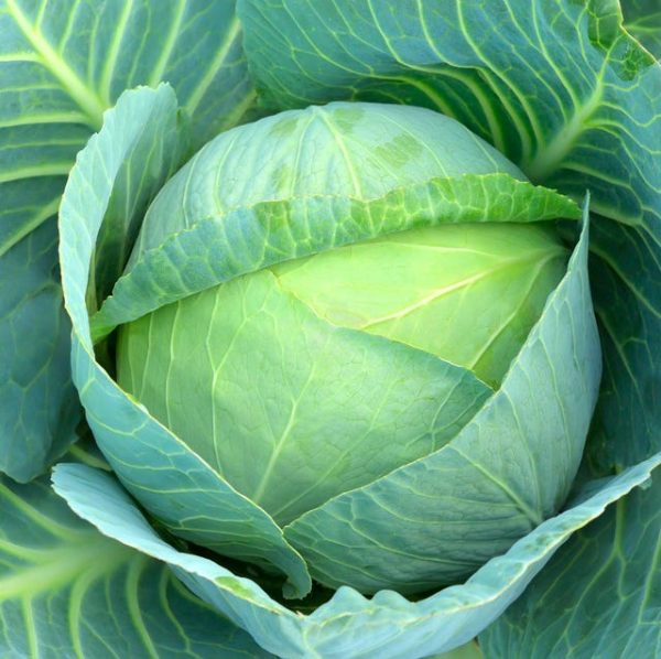 Cabbage