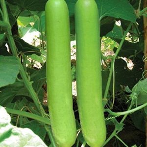 Bottle gourd