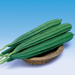 Ridge gourd