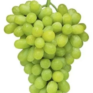 GRAPES 1KG